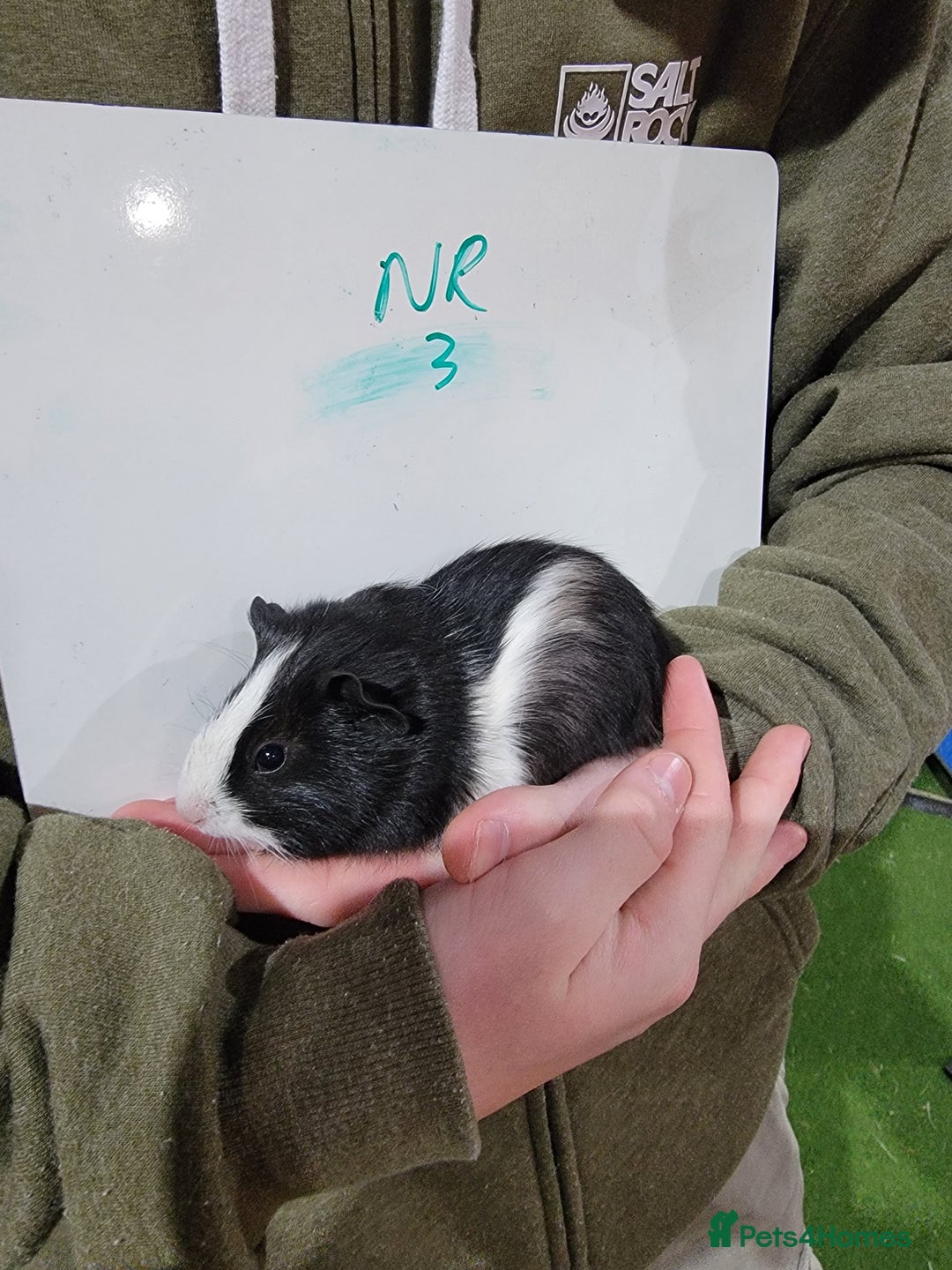 Guinea Pig rodents for sale: Male guinea pigs - Advert 3