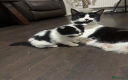 Domestic Shorthair cats for sale: Kittens For Sale! - Image 10