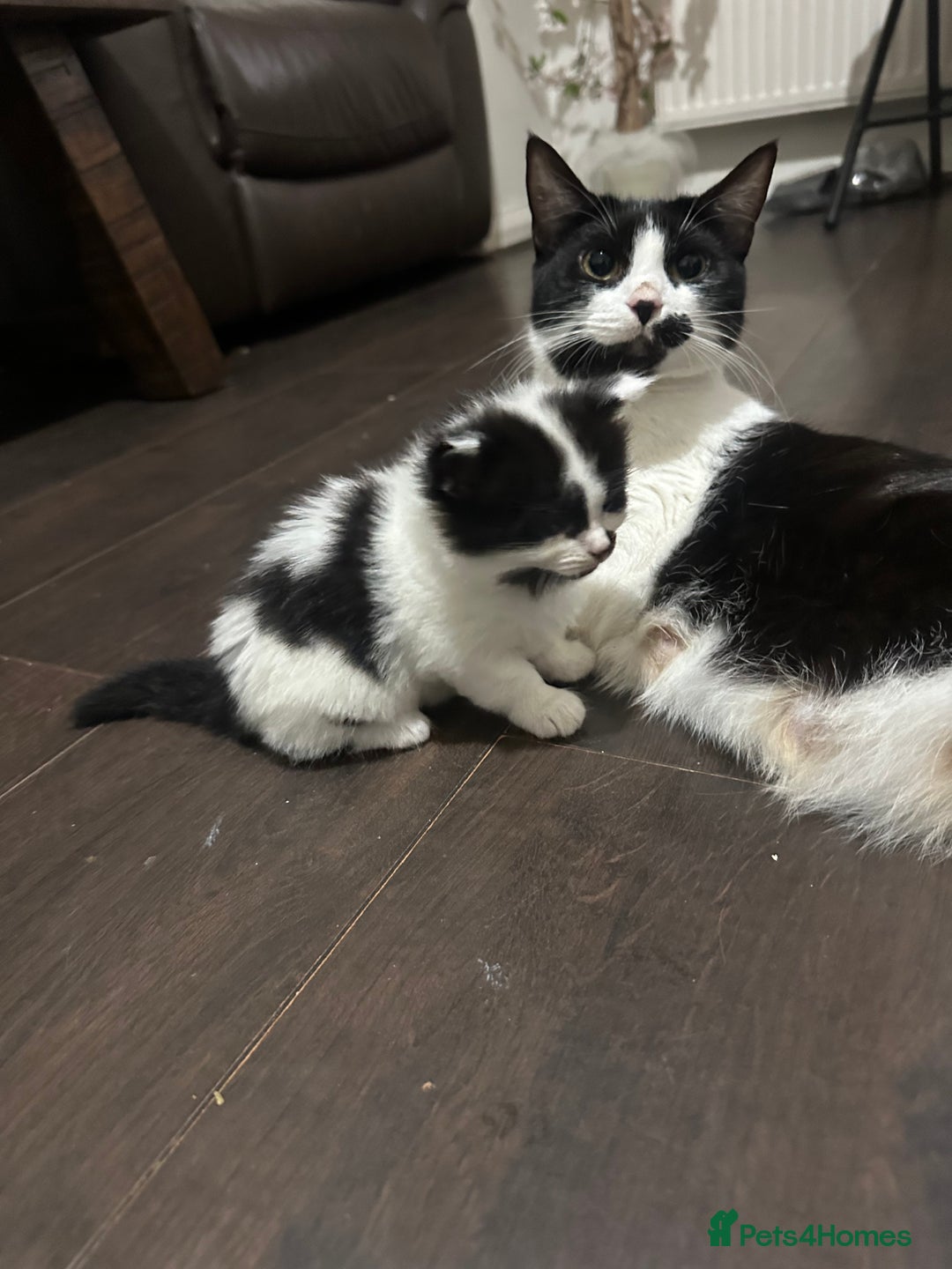 Domestic Shorthair cats for sale: Kittens For Sale! - Image 10