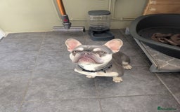 French Bulldog dogs for sale: Female French Bulldog  - Image 2