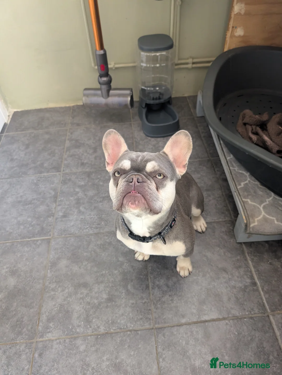 French Bulldog dogs for sale: Female French Bulldog  - Advert 2