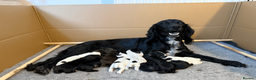 Cocker Spaniel dogs for sale: 2 Blue roan bitches available - Advert 3