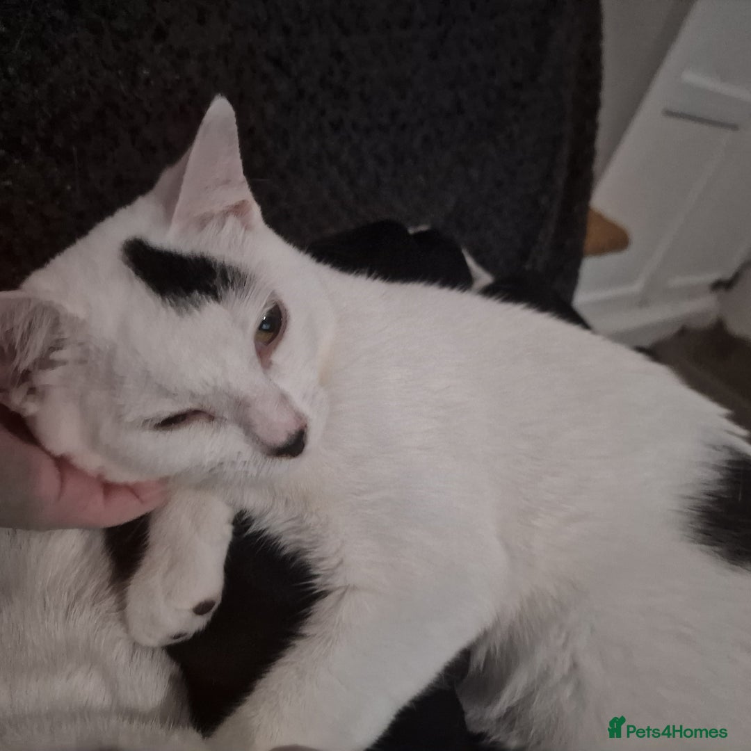 Mixed Breed cats for sale: 1 STILL SEARCHING for their forever home  in Houghton le Spring - Image 2
