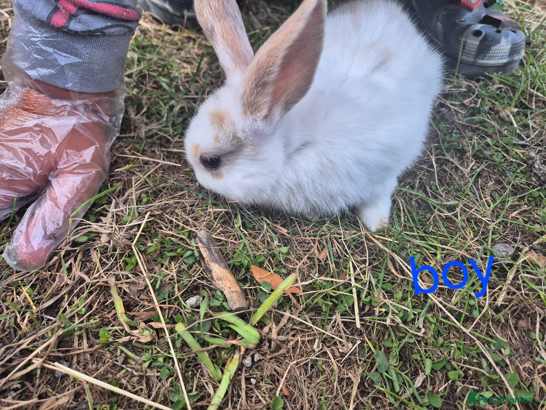 English rabbits for sale: Bunnies available - Image 8