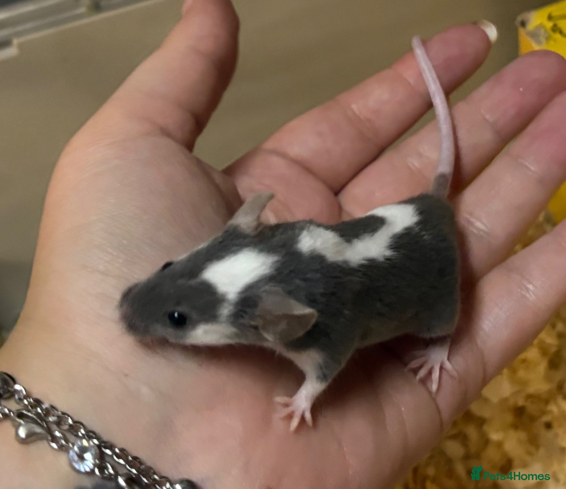 Mouse rodents BABY MALE FANCY MICE FOR SALE - Advert 17