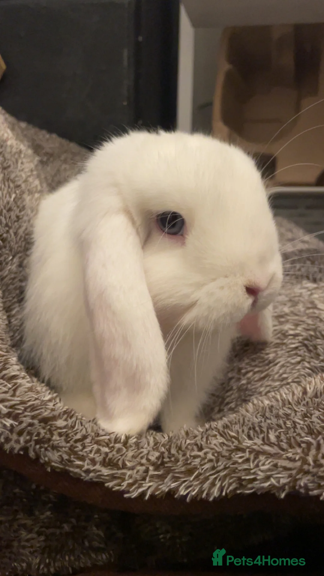 Mini Lop rabbits for sale: White Mini Lop  - Advert 4