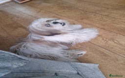 Shih Tzu dogs for stud: Pudim looking for a Girlfriend  - Image 1