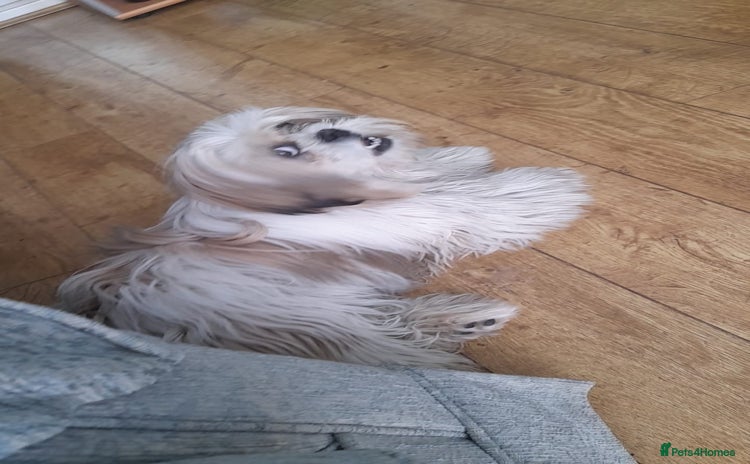 Shih Tzu dogs - Advert 1