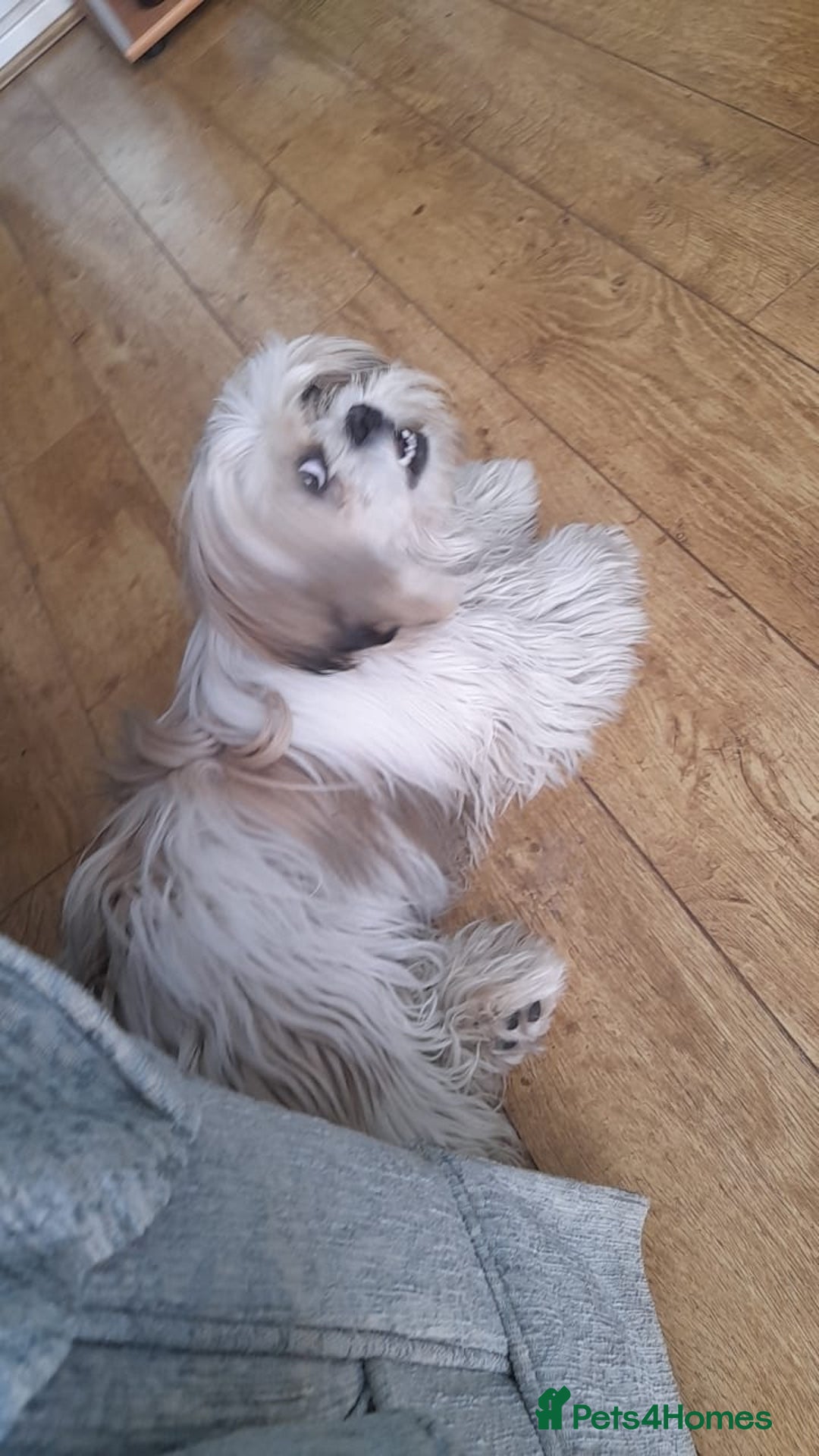 Shih Tzu dogs for stud: Pudim looking for a Girlfriend  - Image 1