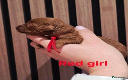 Cavapoo dogs for sale:  🐕Ruby Cavapoo Toy F1bb 🧸DNA tested🧸 - Image 32