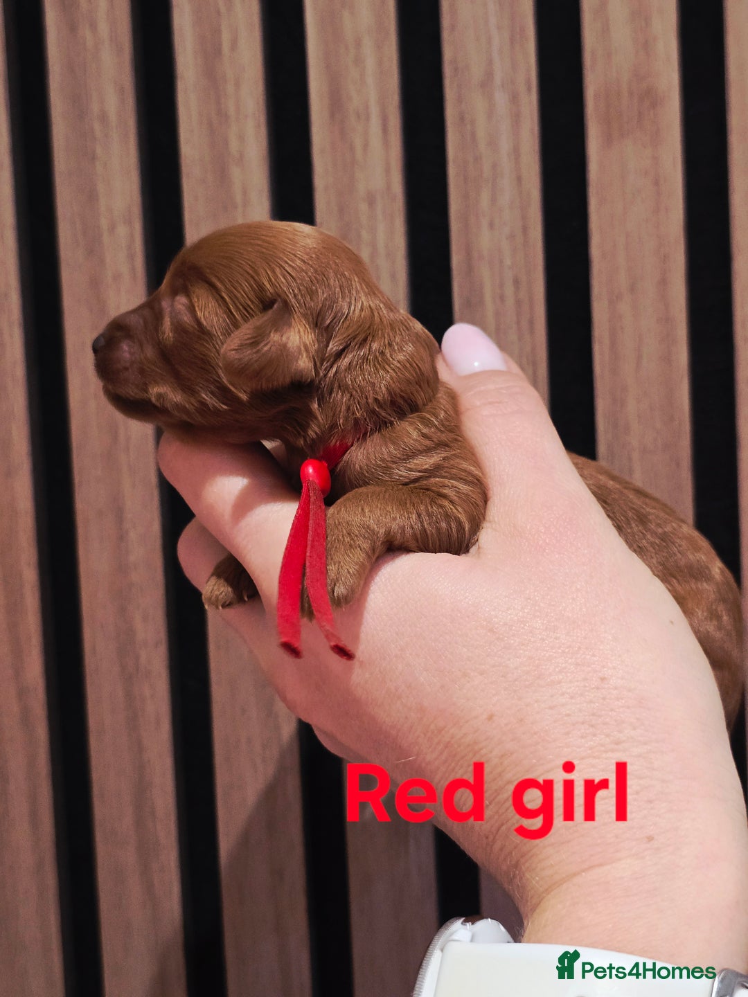 Cavapoo dogs for sale:  🐕Ruby Cavapoo Toy F1bb 🧸DNA tested🧸 - Image 32