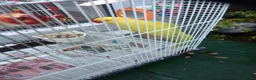 Ringnecks birds for sale: Indian ring nick in Birmingham - Advert 2