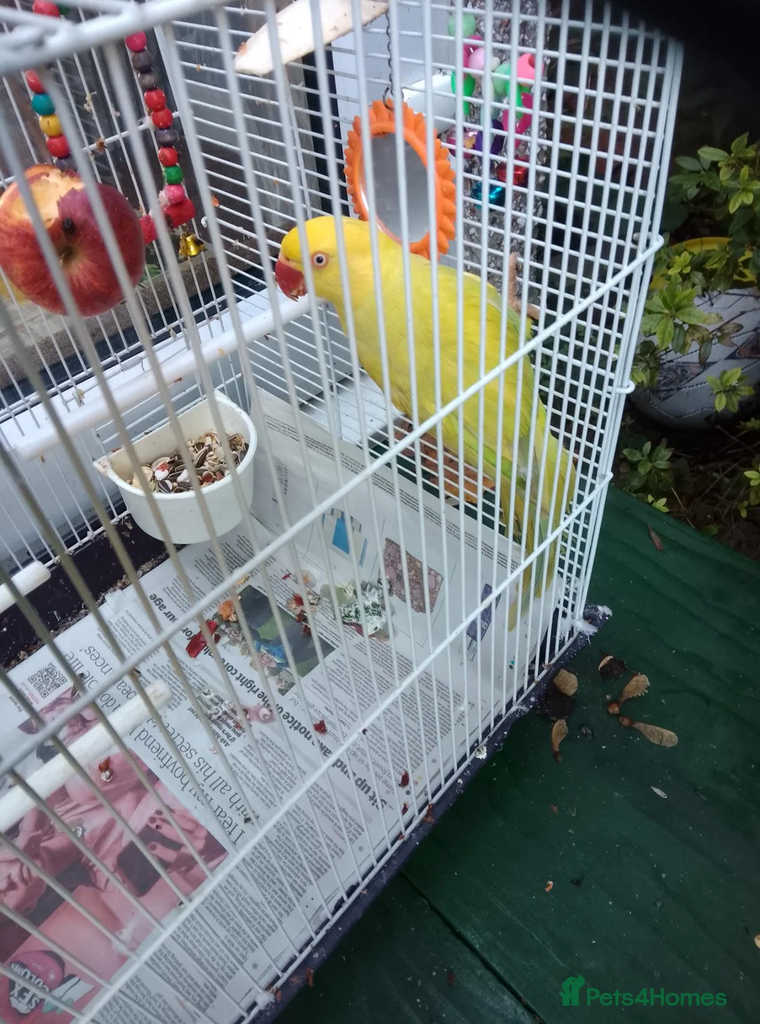 Ringnecks birds for sale: Indian ring nick in Birmingham - Advert 2