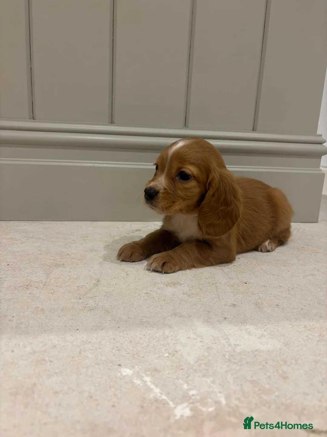 Cocker Spaniel dogs for sale: 6 beautiful working cocker spaniel puppies - Advert 11