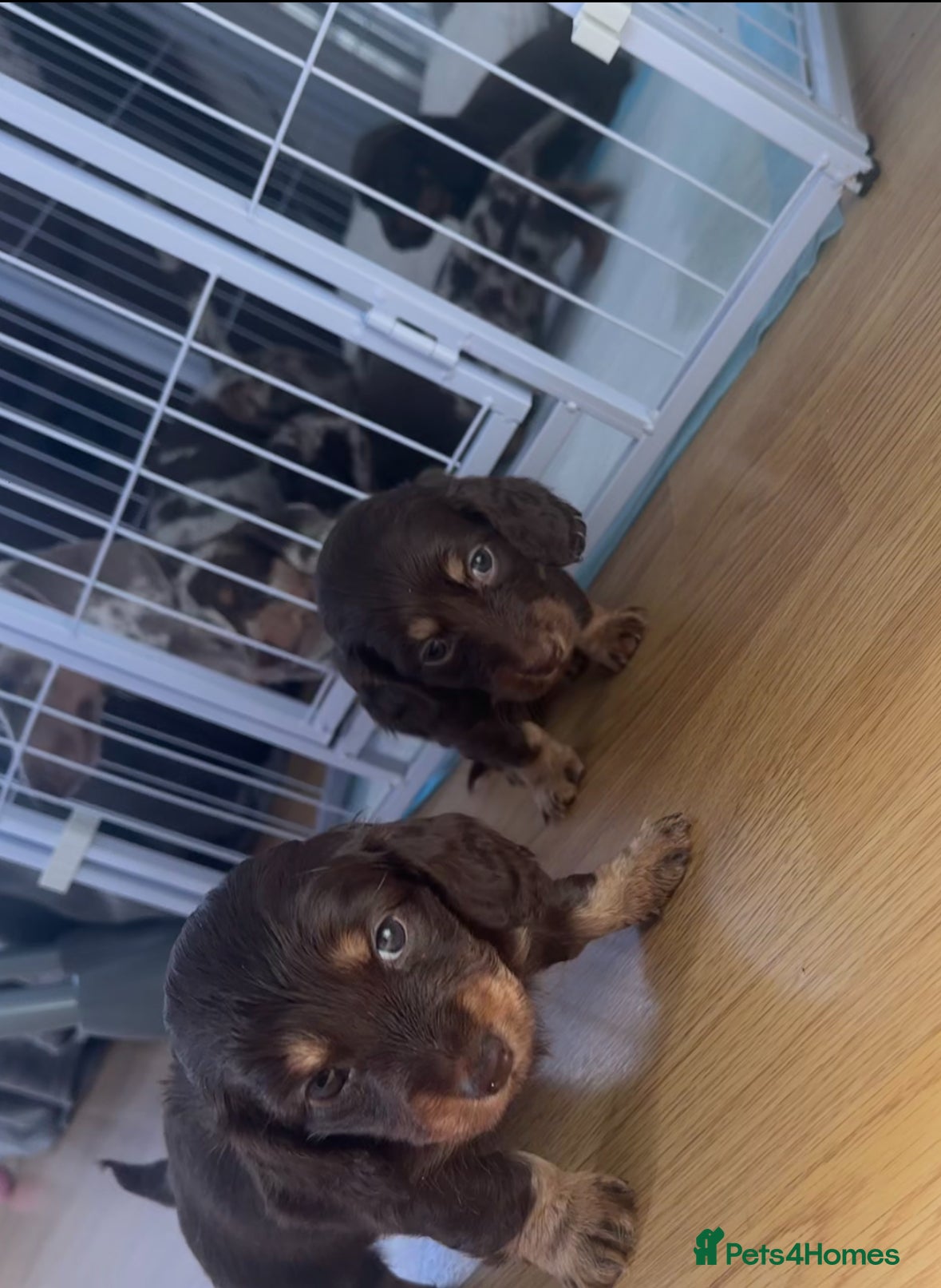 Dachshund dogs KC registered Dachshund long/short haired puppies - Advert 13