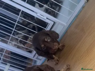 Dachshund dogs KC registered Dachshund long/short haired puppies - Advert 13