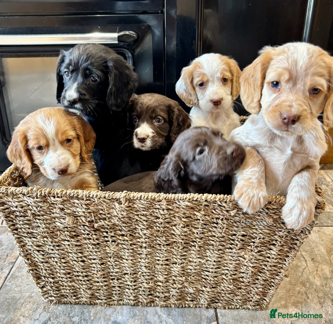Cocker Spaniel dogs for sale: 🐾 Beautiful Working RKC Cocker Spaniel Puppies🐾 - Advert 1