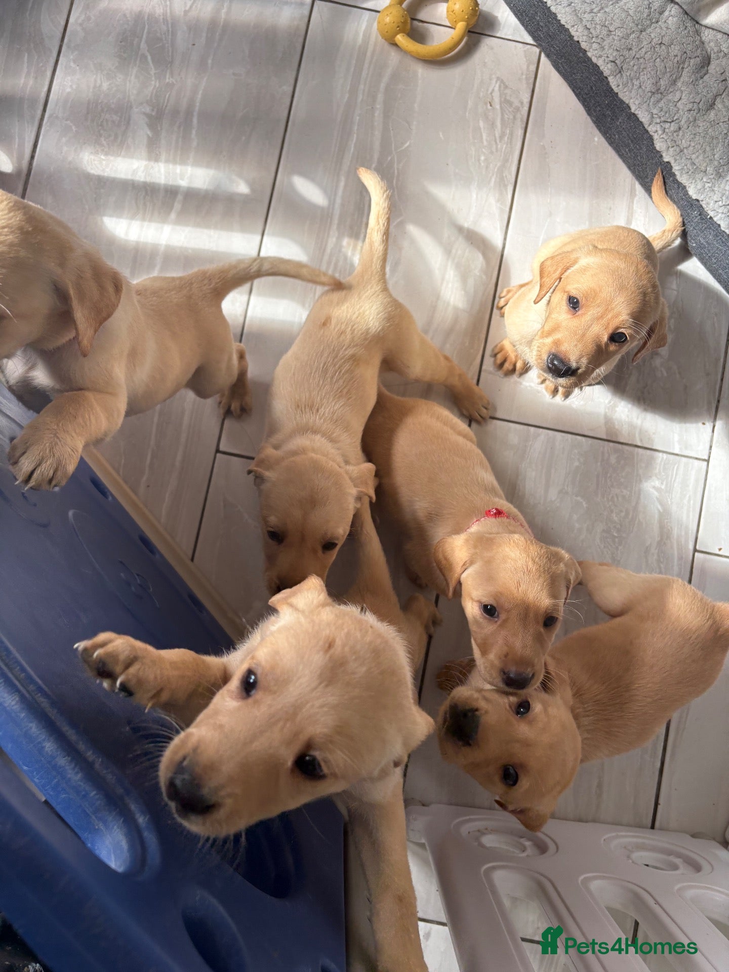 Labrador Retriever dogs 6 KC Registered Labrador Pups 3 Left !! - Advert 3