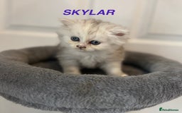 Persian cats for sale: **LAST ONE** Stunning pure Persian Kittens PKD Neg - Image 11