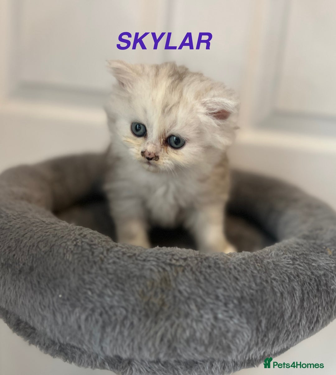 Persian cats for sale: **LAST ONE** Stunning pure Persian Kittens PKD Neg - Image 11