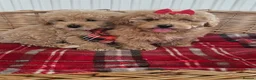 Cavapoo dogs for sale: Beautiful cavapoo puppies  - Advert 8