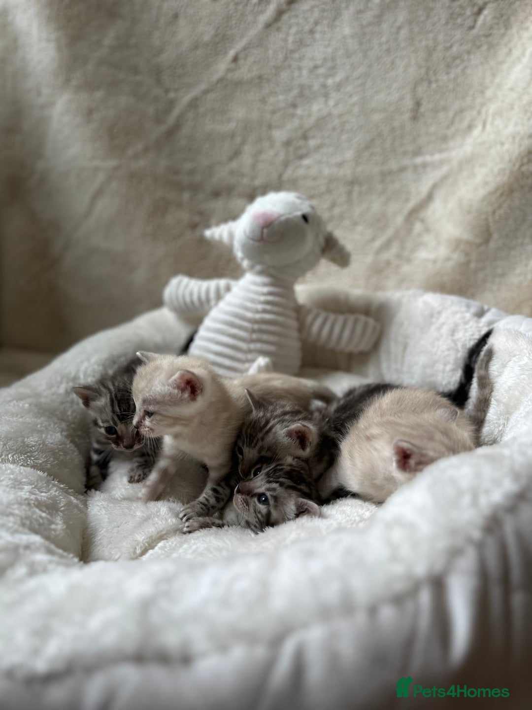 Bengal cats for sale: 💎💎💎 Luxury Bengal Kittens Available  - Image 10