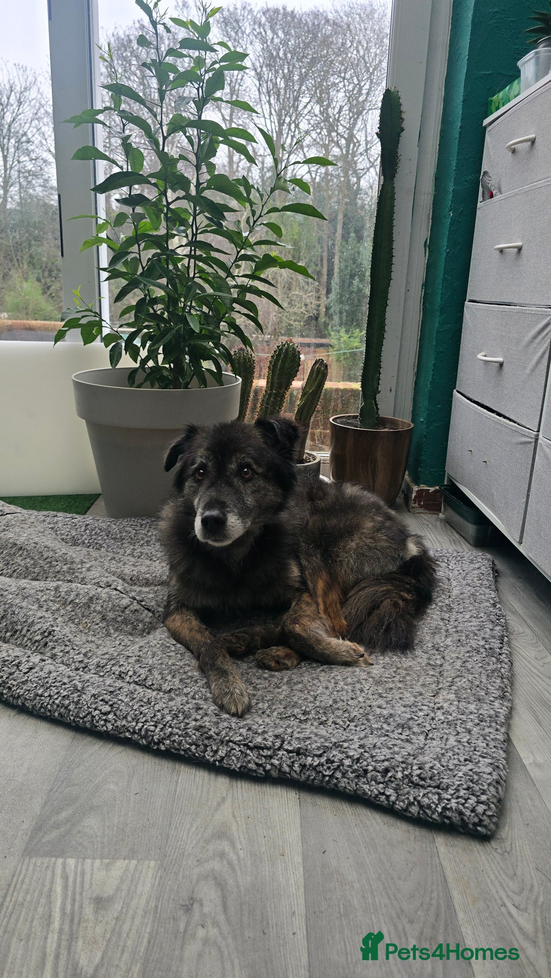 Mixed Breed dogs for adoption: Freya for adoption! - Advert 5