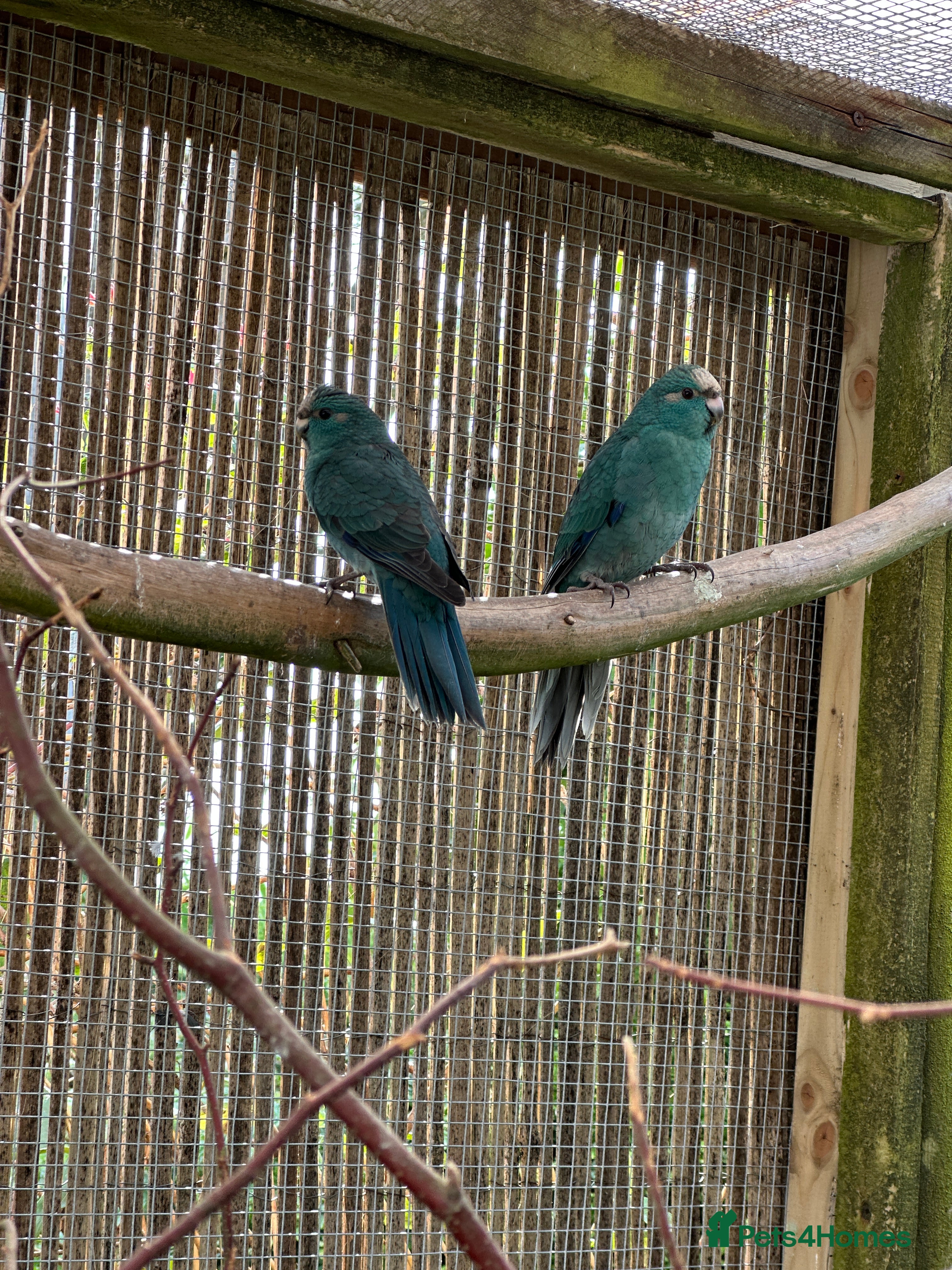 Cockatiels birds Kakariki - Advert 14
