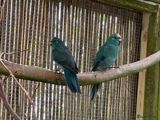 Cockatiels birds Kakariki - Advert 2