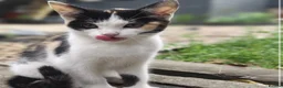 Mixed Breed cats for sale: 2 Beautiful Female Kittens For Sale - Advert 7