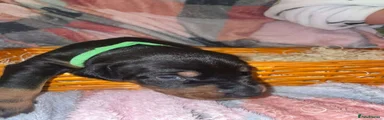 Dobermann Puppy 2