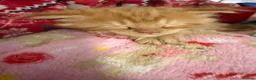 Maine Coon cats for sale: Beautiful mainecoon kittens  - Advert 22