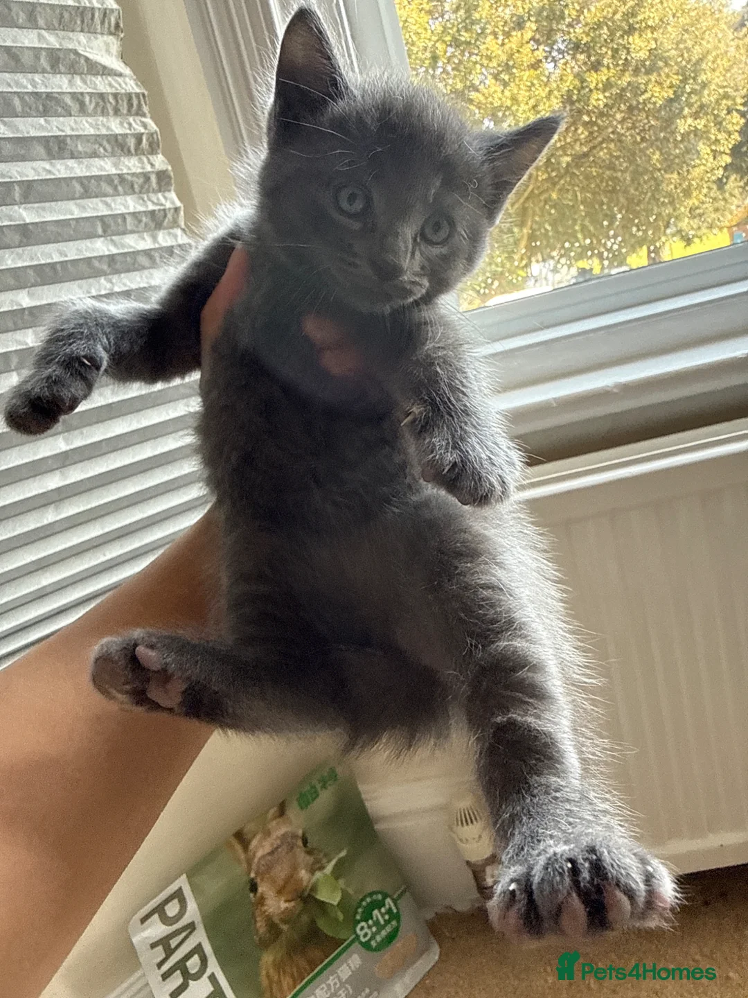 British Shorthair cats for sale: British Short hair - Advert 2