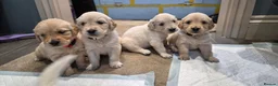 Golden Retriever dogs for sale: Golden Retrievers - Gwynedd  in Bangor - Advert 17