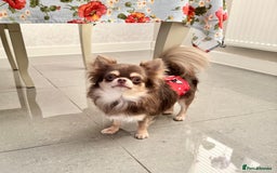 Chihuahua dogs for sale: 💜 Stunning KC lilac and tan male Chihuahua 💜  - Image 6