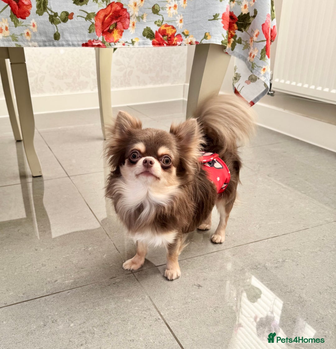 Chihuahua dogs for sale: 💜 Stunning KC lilac and tan male Chihuahua 💜  - Image 6