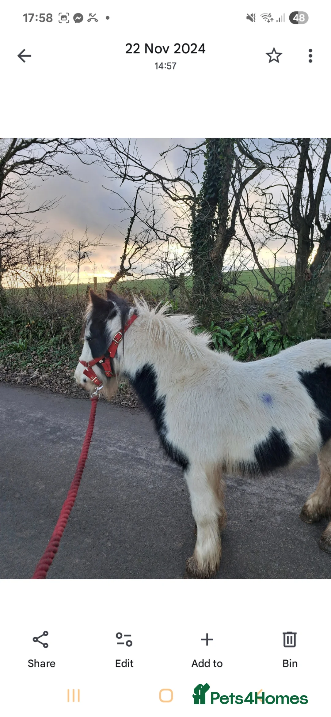 Irish Cob horses for sale: Mini cob - Advert 6