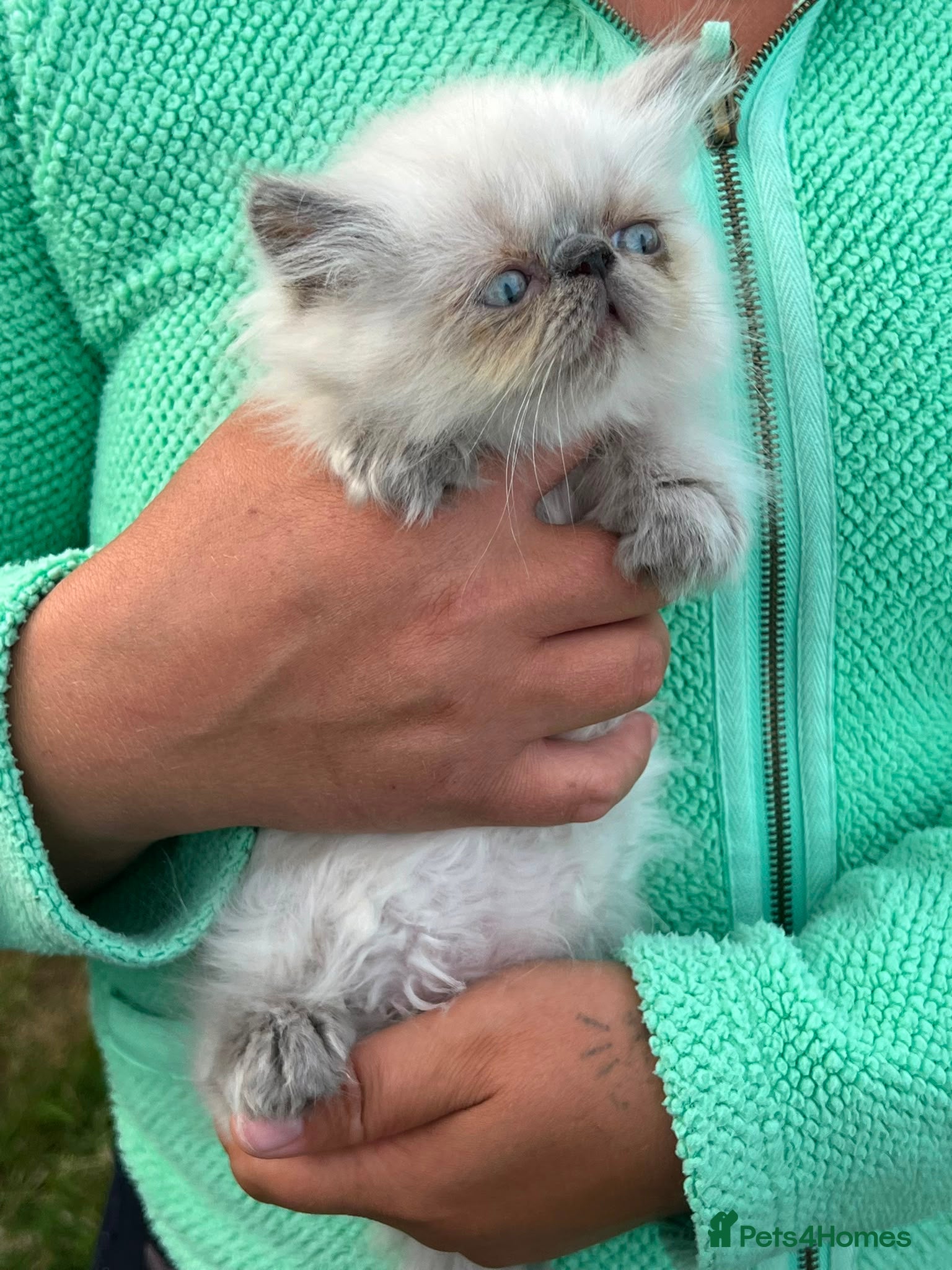 Persian cats Kittens - Advert 7