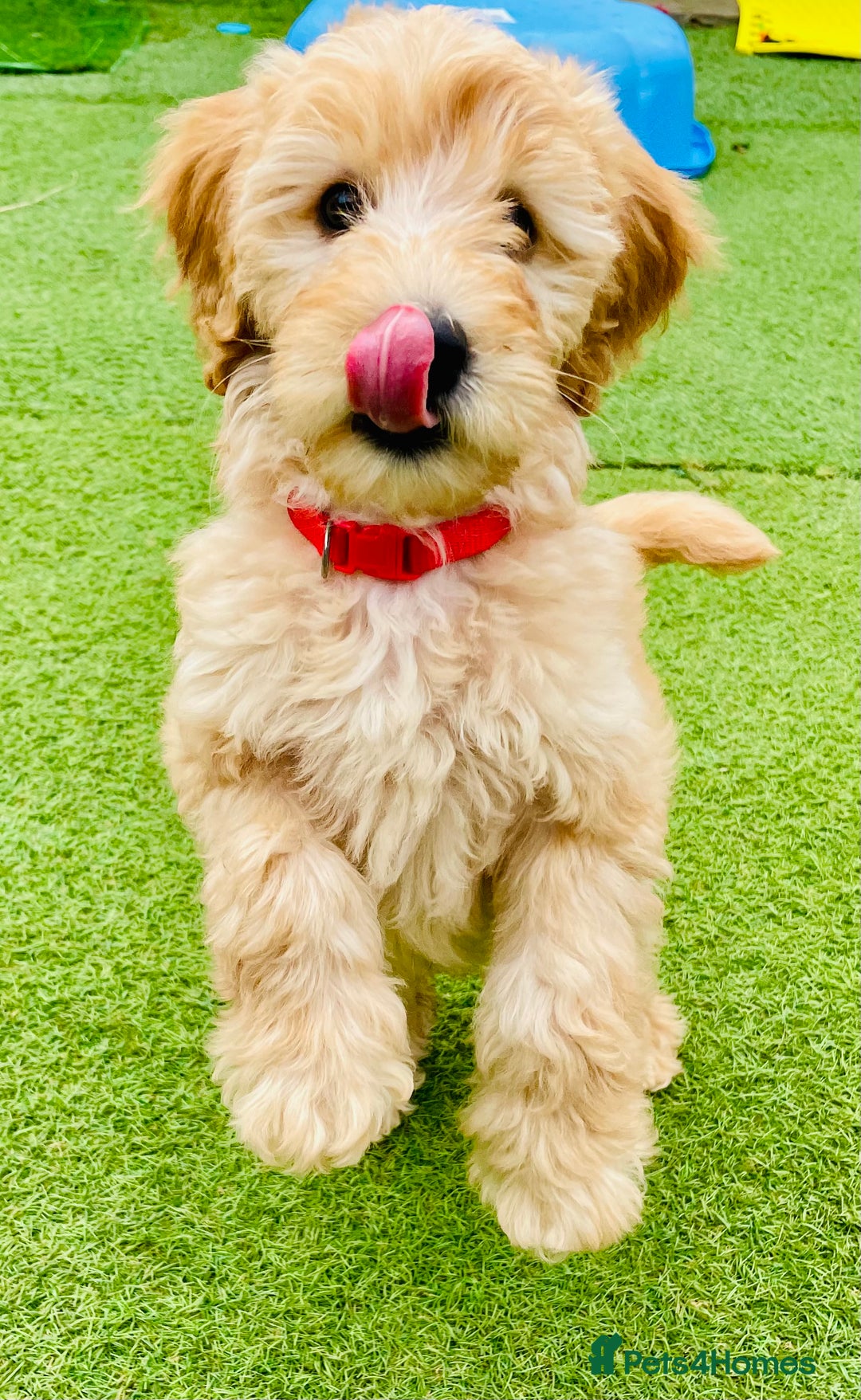 Labradoodle dogs for sale:  Adorable 🥰 Miniature Labradoodle Puppies F2B  - Image 18