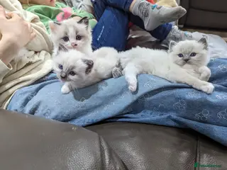 Ragdoll cats Gorgeous ragdoll kittens - Advert 11
