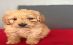 Cockapoo dogs for sale: Gorgeous Cockerpoo puppies - Image 1