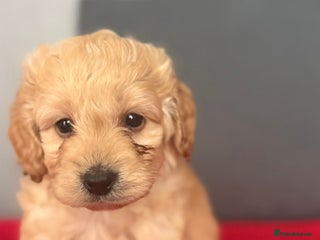 Cockapoo dogs for sale - Advert 1