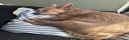 Mixed Breed dogs for sale: Puppies Looking for Forever Homes in Basildon - Advert 9