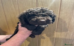 Labradoodle dogs for sale: Mini miniature multigen labradoodle puppies in Chard - Image 10