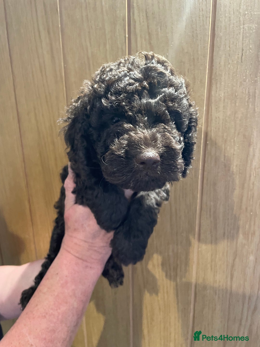 Labradoodle dogs for sale: Mini miniature multigen labradoodle puppies in Chard - Image 10