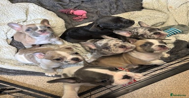 French Bulldog dogs - Advert 4