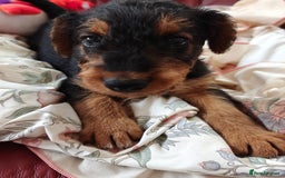 Airedale Terrier dogs for sale: Superb Airedale Terrier puppies Champion parents - Image 24