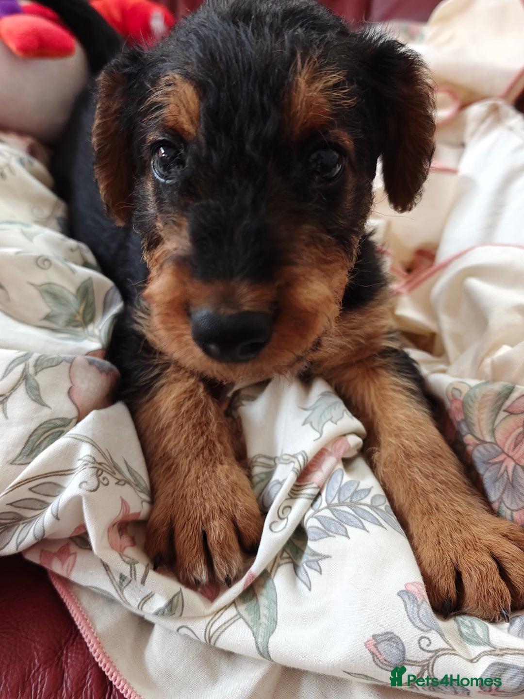 Airedale Terrier dogs for sale: Superb Airedale Terrier puppies Champion parents - Image 24