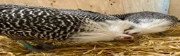 Chickens poultry for sale: Silver Campine  - Advert 15