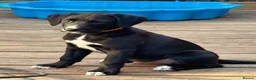Borador dogs for sale: Beautiful Male Borador Puppy - 16 weeks old - Advert 5